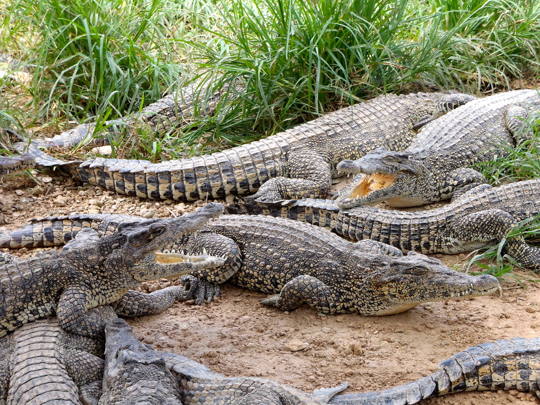 Chov krokodýlů v Boca de Guamá